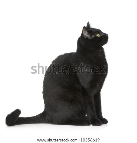 Black cat in front of a white background