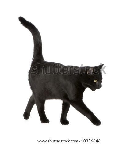 Black cat in front of a white background