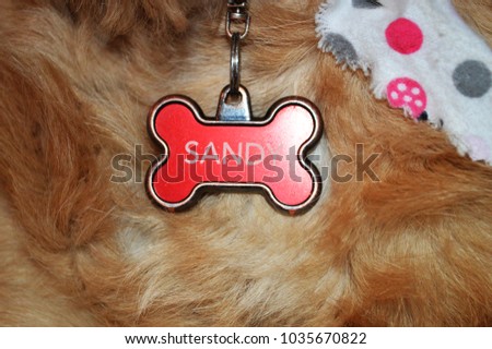 dog name collar