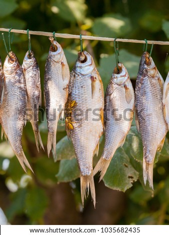 Insects and stockfishes on a rope