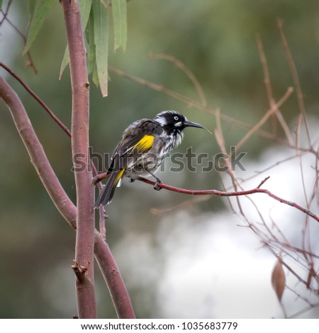 Honey eater bird on a branch searching for food