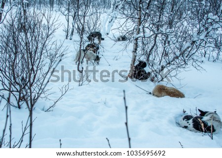 Husky in the snow, Huskies and dog sledges in winter. 