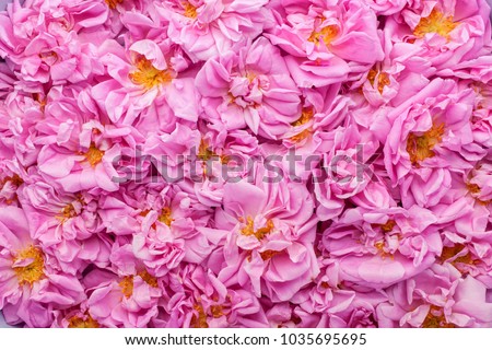 Floral background made of pink damask roses. Flat lay, top view. Royalty-Free Stock Photo #1035695695
