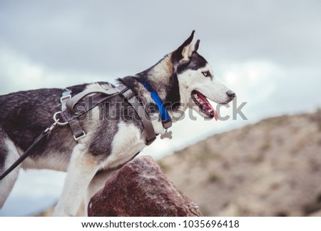 Profile of husky pup on mountain hike
