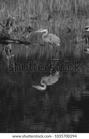 Great Blue Heron  vertical black and white photo