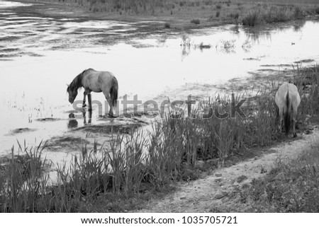 Monochrome picture of european wild horses in an open field near water