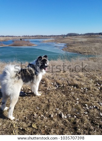 Fluffy Black and White Dog by frozen pond