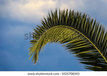 A green palm leaf on a blue sky background. Picture taken in Greece resort Stavros on September 2017