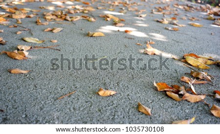 On the road there are many dried leaves.