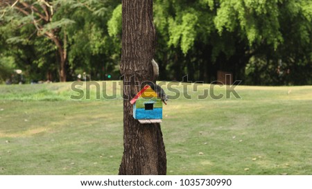 small squeirral near tiny colorful home on tree