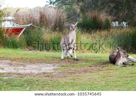 Mother Kangaroo with her baby Joey in her pouch and another Kangaroo laying near by, a red boat is tied in the grassy shore of a lake