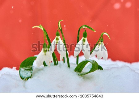 Snowdrops in the snow, spring white flower on red background with place for text, Close up with selective focus and snowflakes