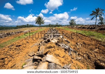 the scene at oil palm plantation that undergo replanting process. The replanting program will be done once after 25 years of planting the oil palm.