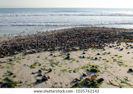 Sand beach covered with washed up seashells and seaweeds and calm sea in background, Black Sea, Pomorie, Bulgaria