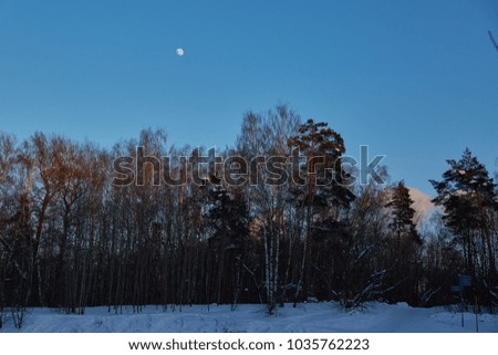Forest. Winter. Frost. Moon