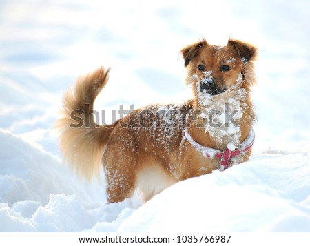 happy dog playing in the snow