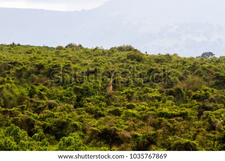 Giraffe (Giraffa), African even-toed ungulate mammals, tallest terrestrial animals part of Big Five game animals in Ngorongoro Conservation Area (NCA) World Heritage Site Crater Highlands, Tanzania