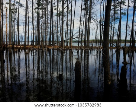 A quiet swampy area by Lake Jordan near Apex North Carolina, Raleigh Triangle area. Trees rise from the water with beautiful reflections on the surface.