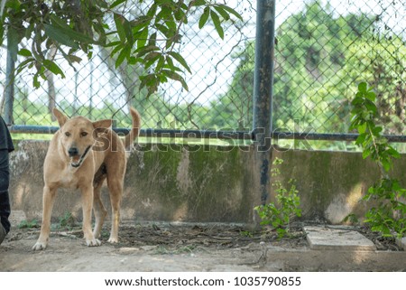 Thai dog  in the garden