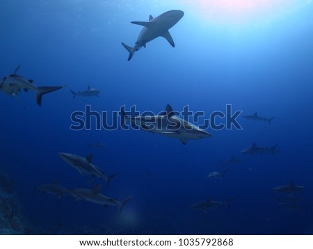 reef sharks in the coral sea
