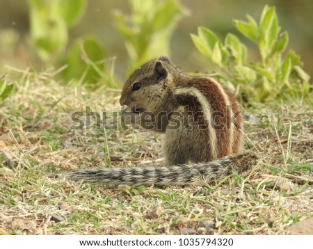 Indian palm squirrel (Funambulus palmarum)