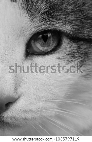 Black And White Portrait Of Cat's Half Face