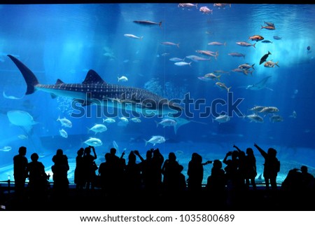 A Great Shark In An Aquarium