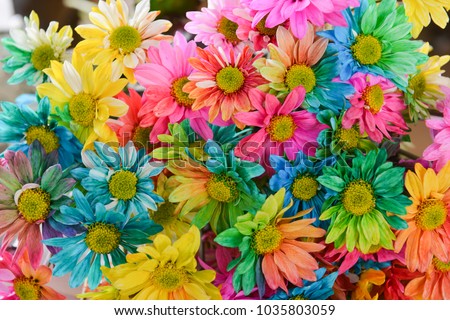 Rainbow Daisies. Chrysanthemum Rainbow Flower. Bouquets of blossom rainbow Chrysanthemum flowers, selective focus. Multi colored daisy flowers pattern background
