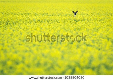 A lonely White-tailed (Odocoileus virginianus) deer in a beautiful field of canola flowers.