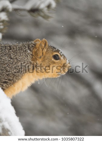 A fox squirrel peers out at a winter wonderland in Cheyenne, Wyoming, January 21, 2018.