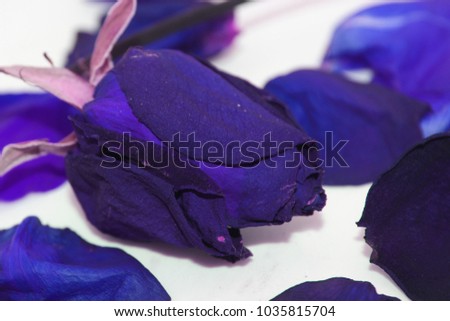 Blue roses on a white background with beautiful love.
