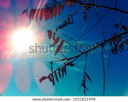 Isolated backlit closeup of tree branches and bare twigs in partial silhouette: autumn at Kensington Metropark. Red leaves pop against a vibrant blue sky with brilliant sunburst and pink sun flares.