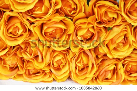 Background with colorful roses.