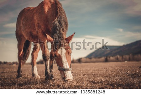 Vintage Horse In Pasture