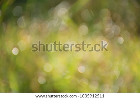 Natural green view in the garden under the sunlight in the morning. To start the day with freshness. Use as a background image about nature. The concept of fresh life.Blurred background.