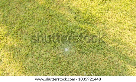 tree or grass are background and textures