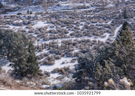 Bushes covered in snow across the landscape