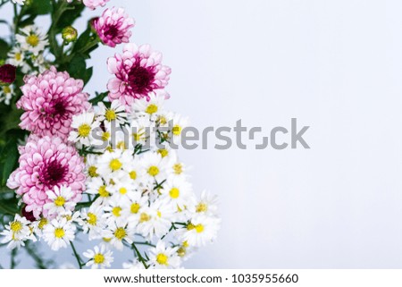 white and pink aster flowers close up