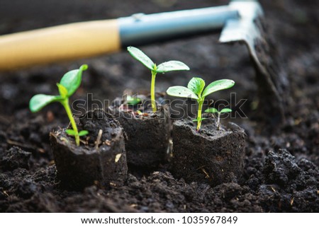 Closeup image of three green sprouts amd a raker at wet soil background.
