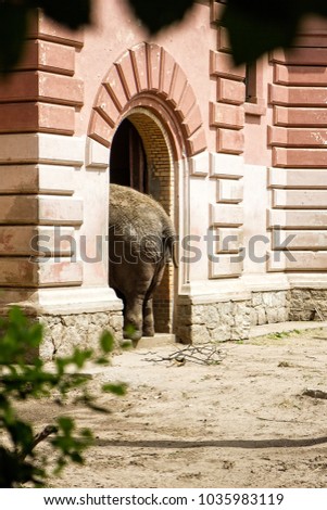 Elephant entering the building. Rear part seen from outside. Tail and hind legs.