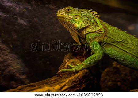 Close-up of green iguana (Iguana iguana) in terrarium.