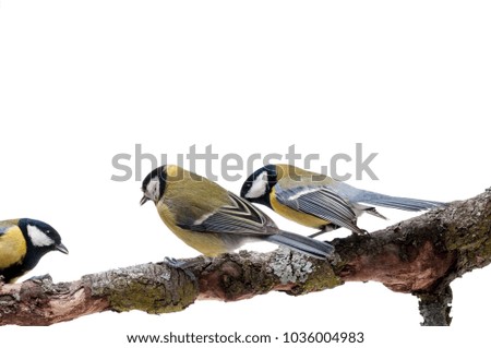 Great Tit in front of white background, isolated. (Parus major).