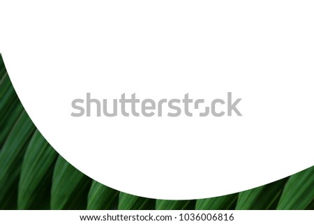 white background free space  with green leaf texture