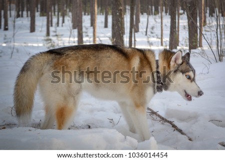 The Siberian Husky dog in the winter forest Royalty-Free Stock Photo #1036014454