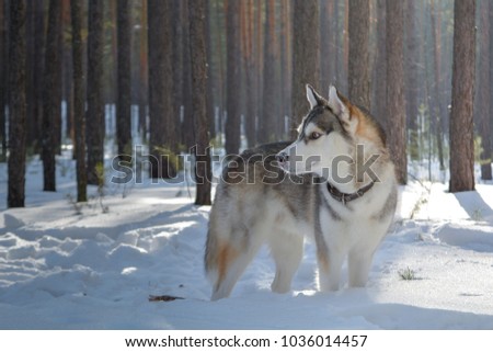 The Siberian Husky dog in the winter forest Royalty-Free Stock Photo #1036014457