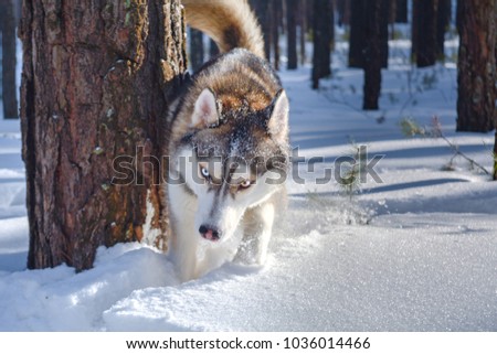 The Siberian Husky dog in the winter forest Royalty-Free Stock Photo #1036014466