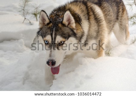 The Siberian Husky dog in the winter forest Royalty-Free Stock Photo #1036014472