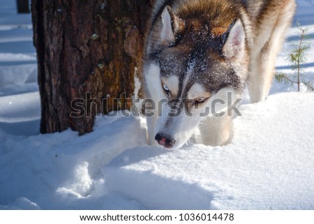 The Siberian Husky dog in the winter forest Royalty-Free Stock Photo #1036014478