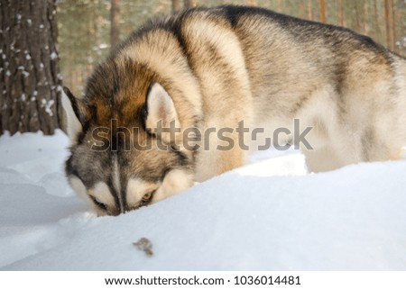 The Siberian Husky dog in the winter forest Royalty-Free Stock Photo #1036014481
