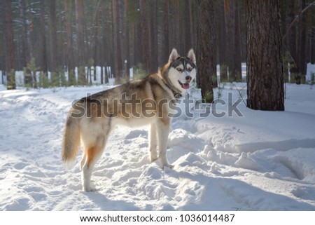 The Siberian Husky dog in the winter forest Royalty-Free Stock Photo #1036014487